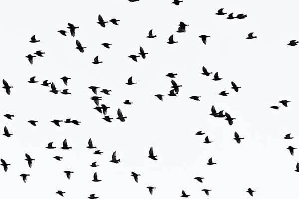 reclamo de aves migratorias