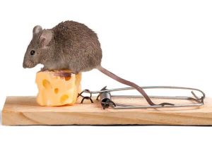 queso rats (1)