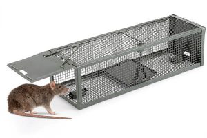 trampa ratones